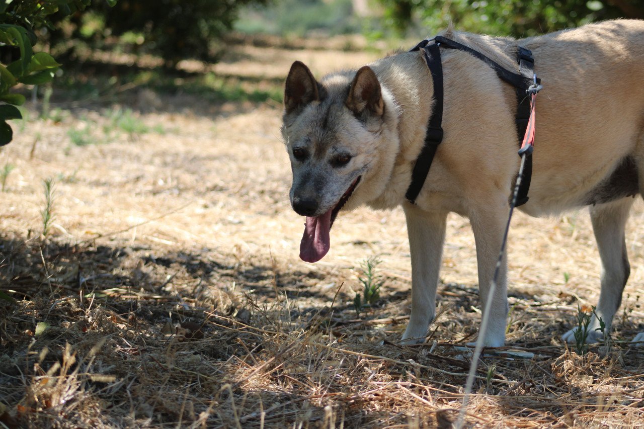 Alora Dog Rescue: Maria is het vertrouwen in de mens niet verloren