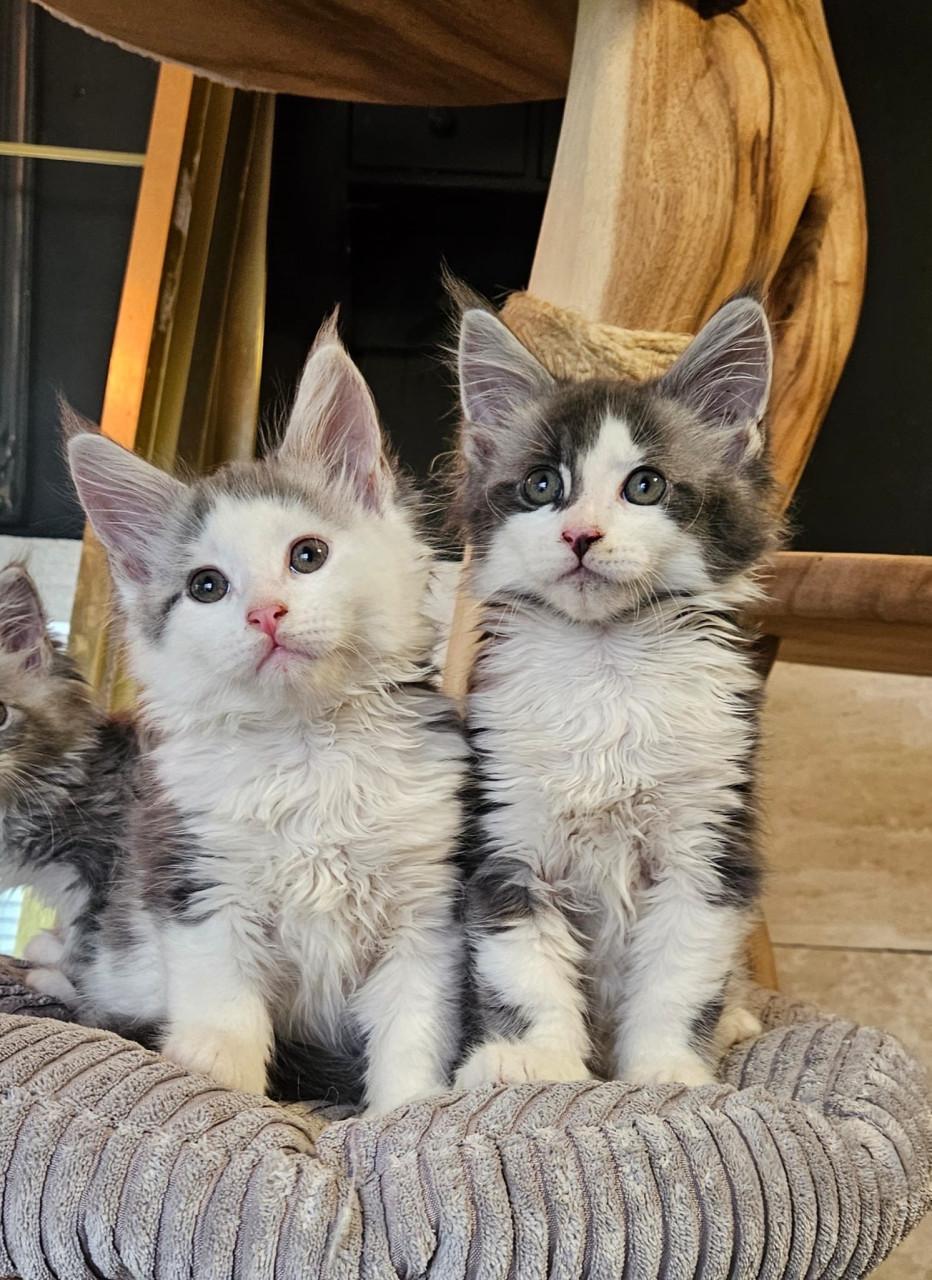 Maine coon kittens te koop!