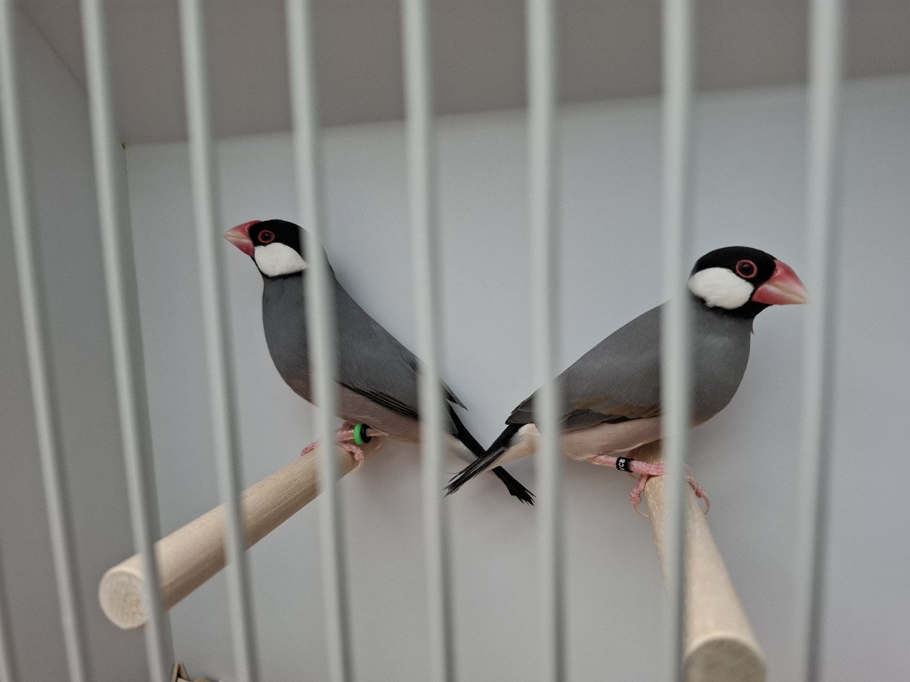 Rijstvogels