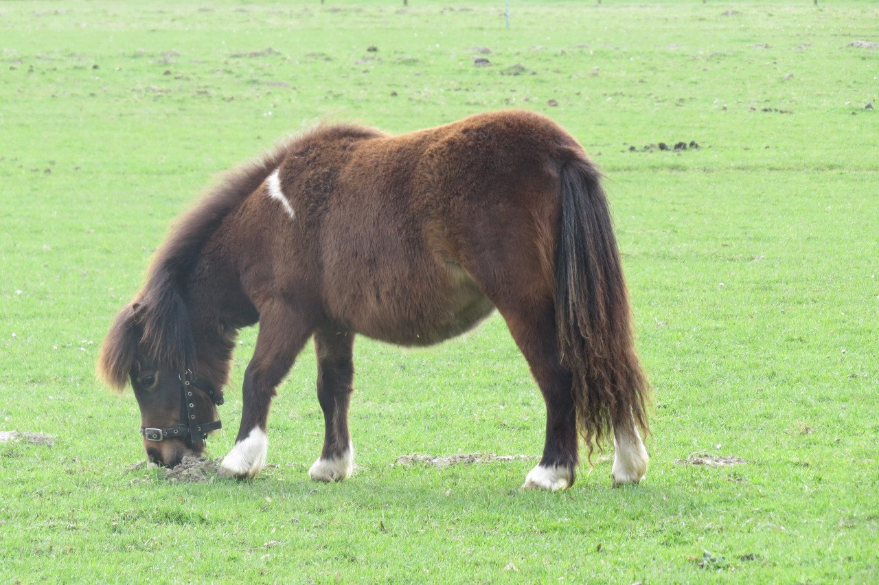 Shetlander