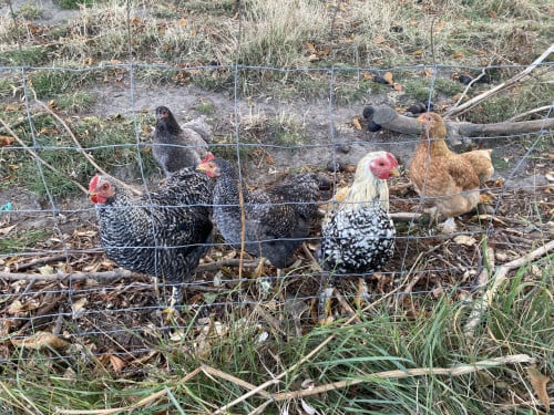 3 jonge hanen