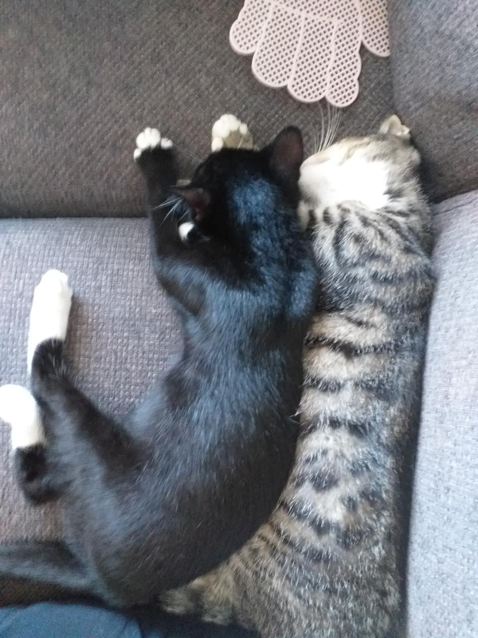 Super lieve kittens
