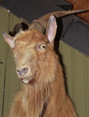 Gijs "de Hollandse geit"