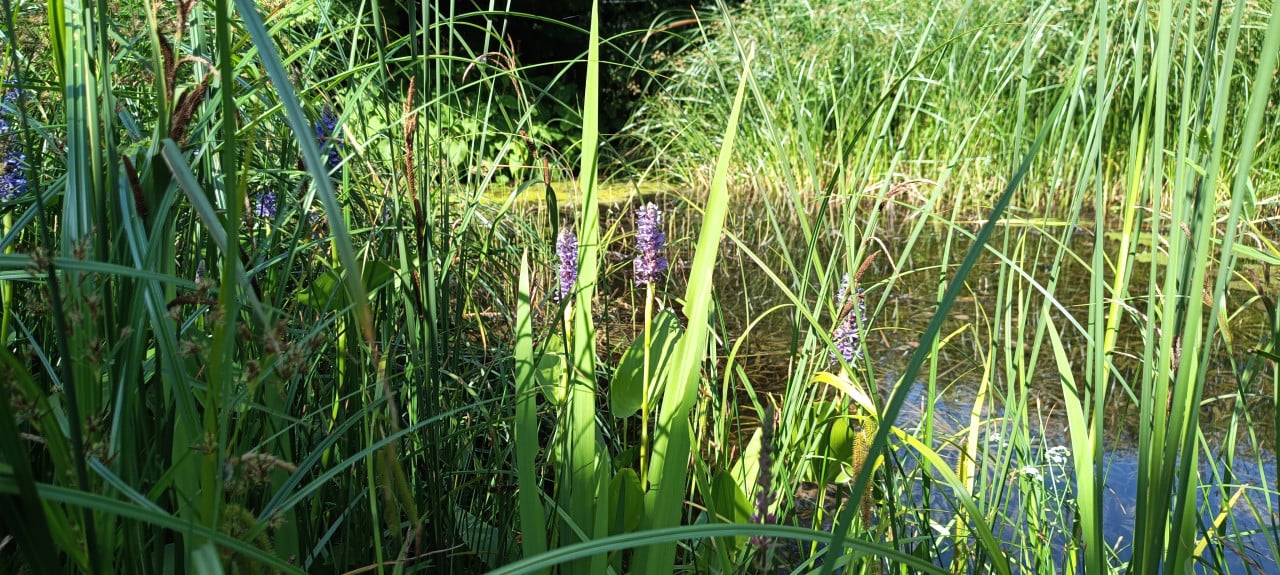 TIP: Snoekkruid of Moerashyacinth, 3 stuks in een emmer voor slechts € 4,-