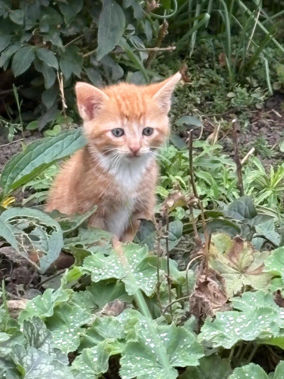 Kittens