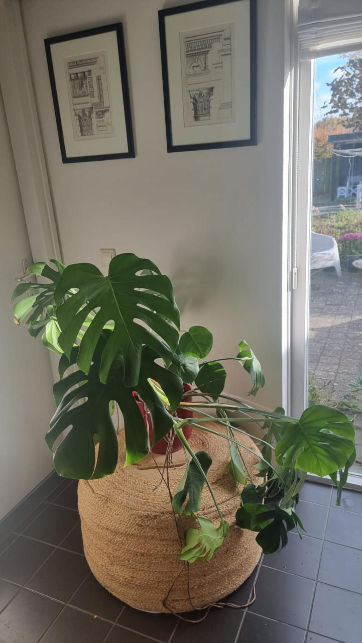 Kamerplant Monstera