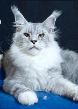 Maine coon dekkater met stamboom, shaded lijn,rusland