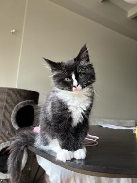 Katertje Ragdoll x Mainecoon