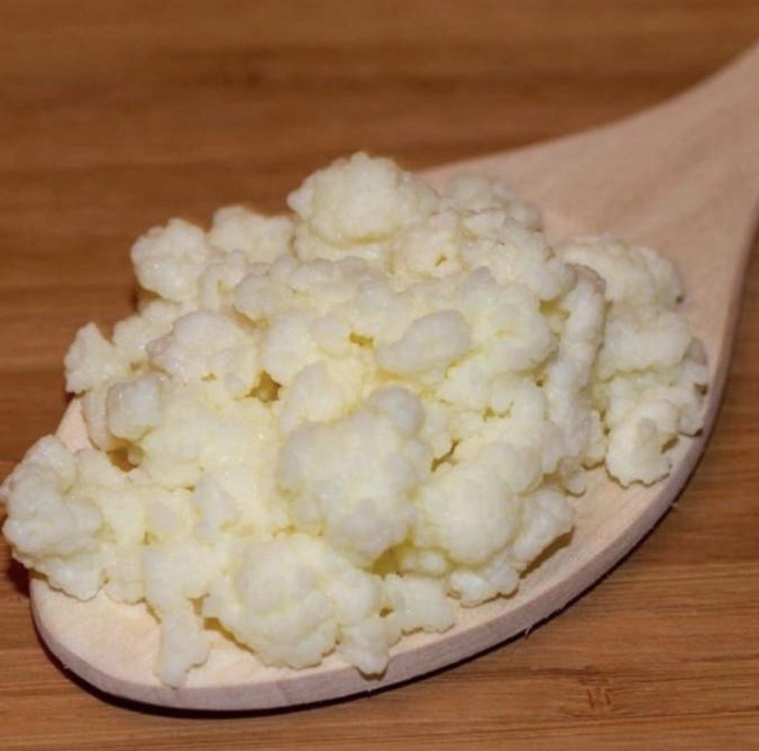 Melkkefirkorrels (‘plantje’)