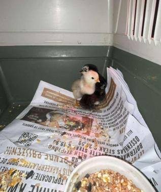 Kip met 3 kuikens of haan
