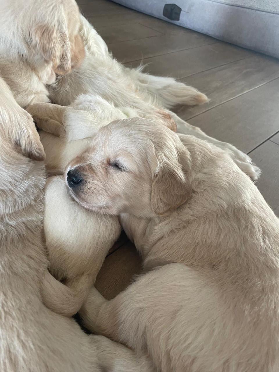 Mooie Golden retriever puppy’s