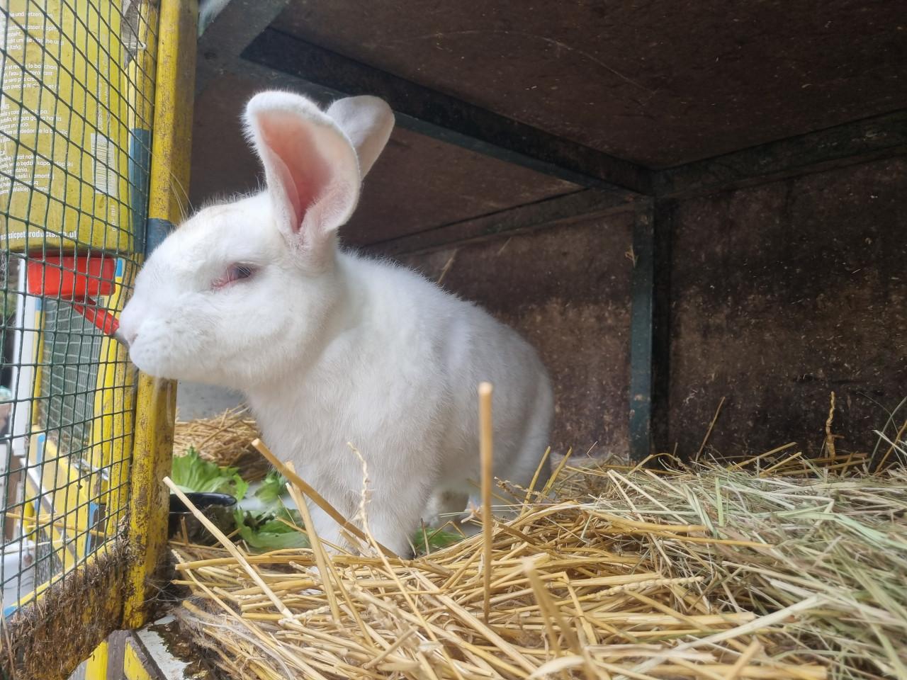 Vlaamse reus konijntjes