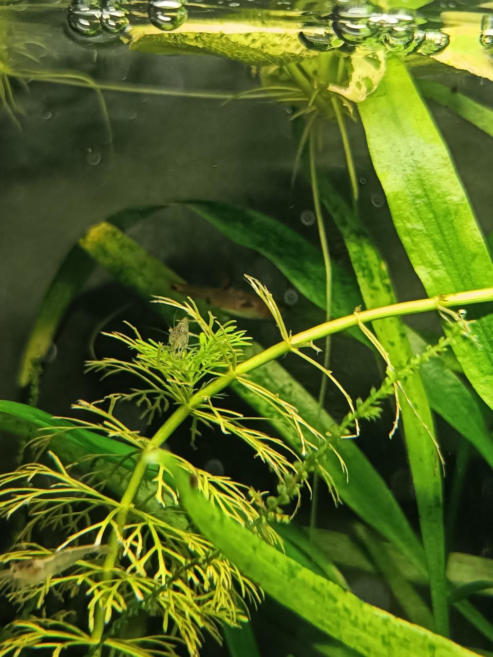 50 mini japonica garnaaltjes