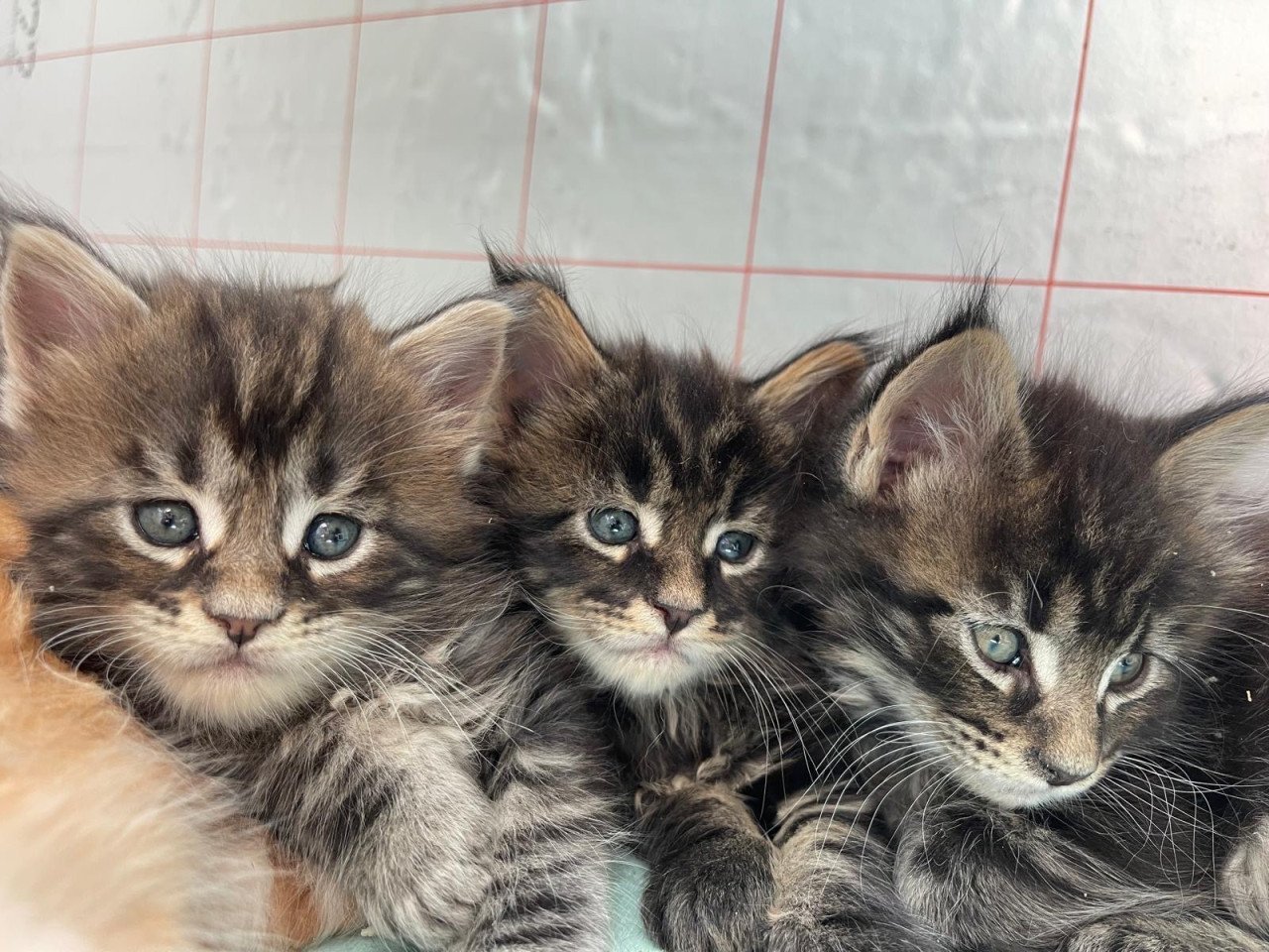 Maine coon xxl kittens