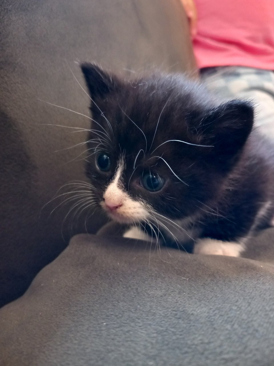 Kittens