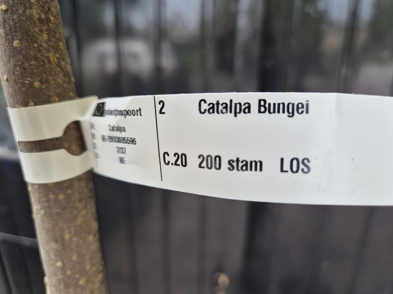 Catalpa boompjes in diverse maten