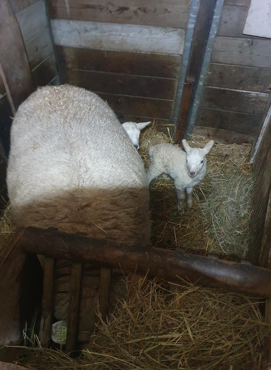 Groot schaap met 2 lammeren stel stelletjes