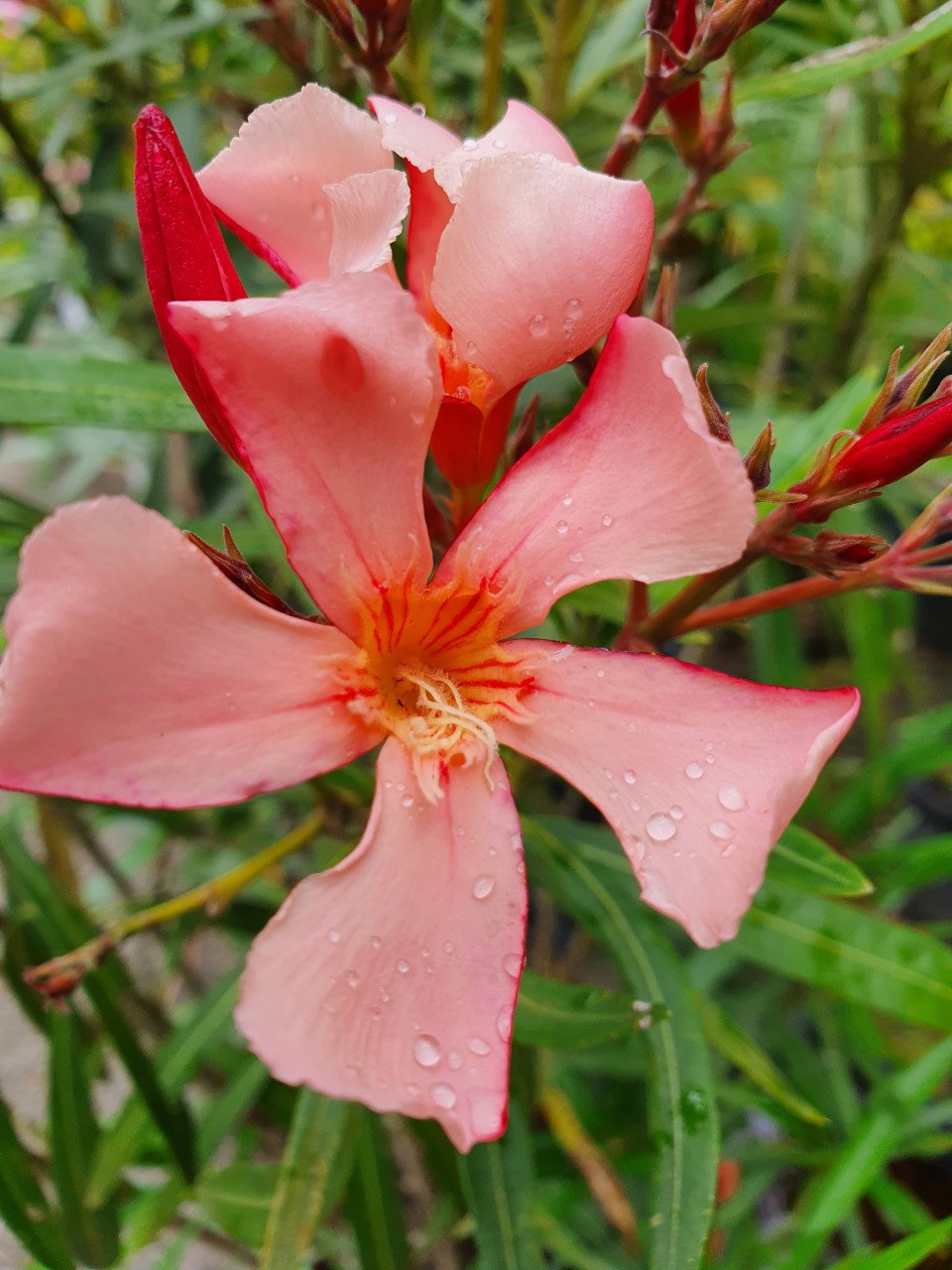 Oleanders