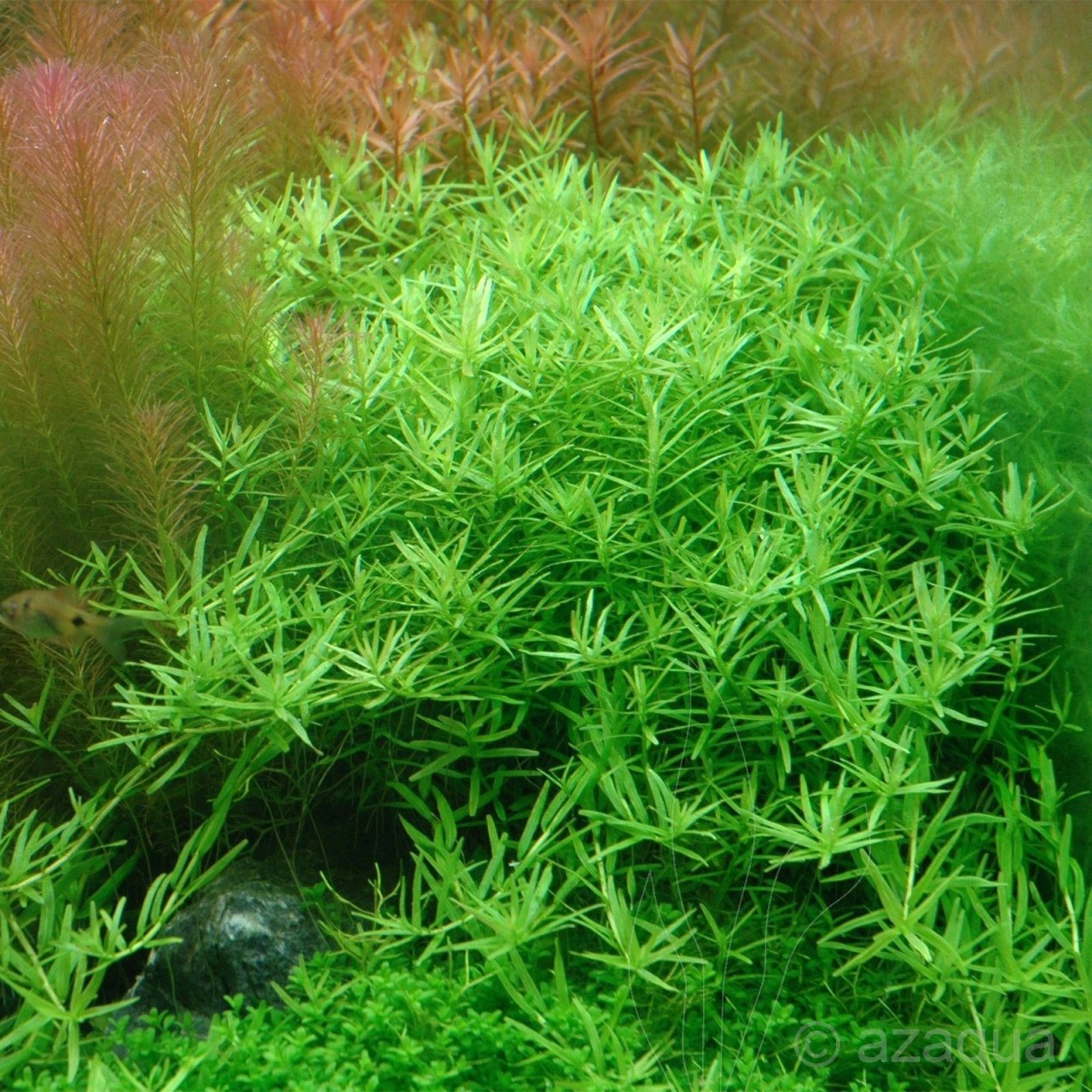 Rotala rotundifolia green + Monte Carlo