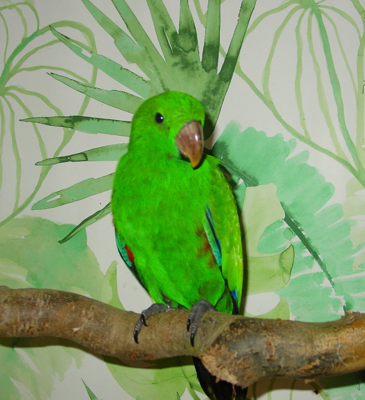 N>G> Edelpapegaaien eigen kweek vogels handtam en natuurkweek