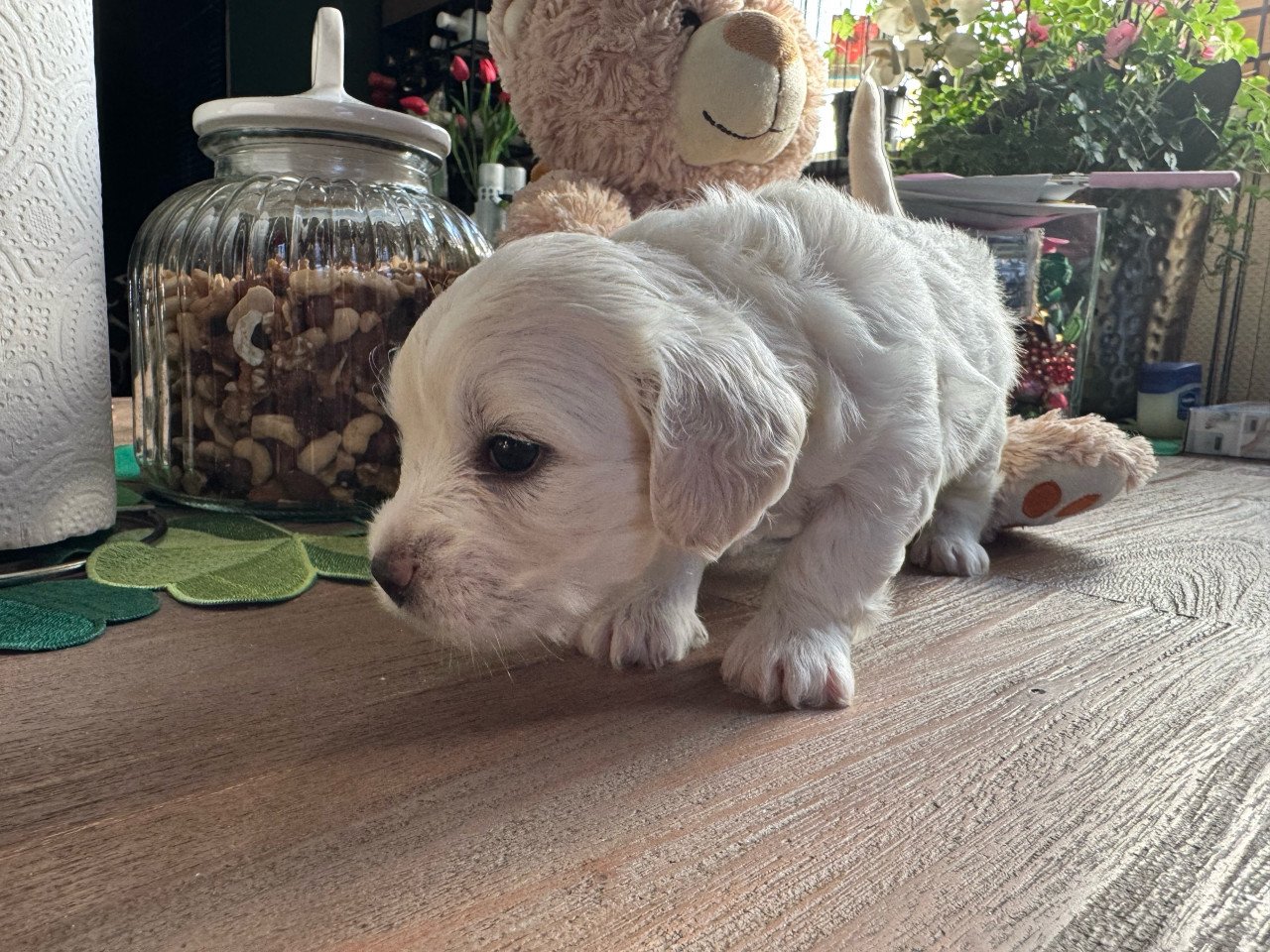 Maltezer puppys