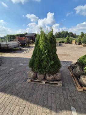 Thuja Smaragd coniferen in alle maten leverbaar
