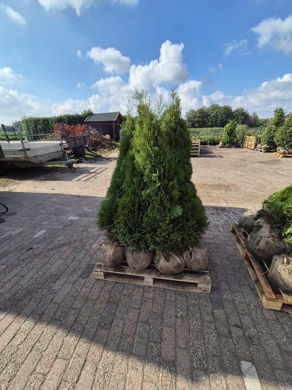 Thuja Smaragd coniferen in alle maten leverbaar