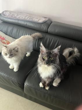 Maincoon kittens