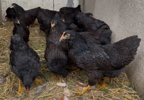 Jonge hennetjes Barnevelder  kippen (groot - dubbelgezoomd)te koop
