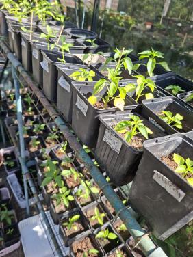 Moestuin plantjes