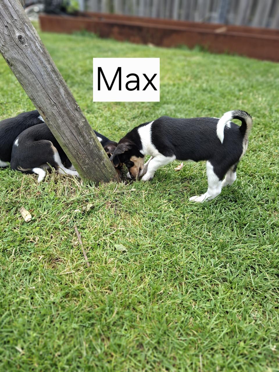 Boerenfox pups