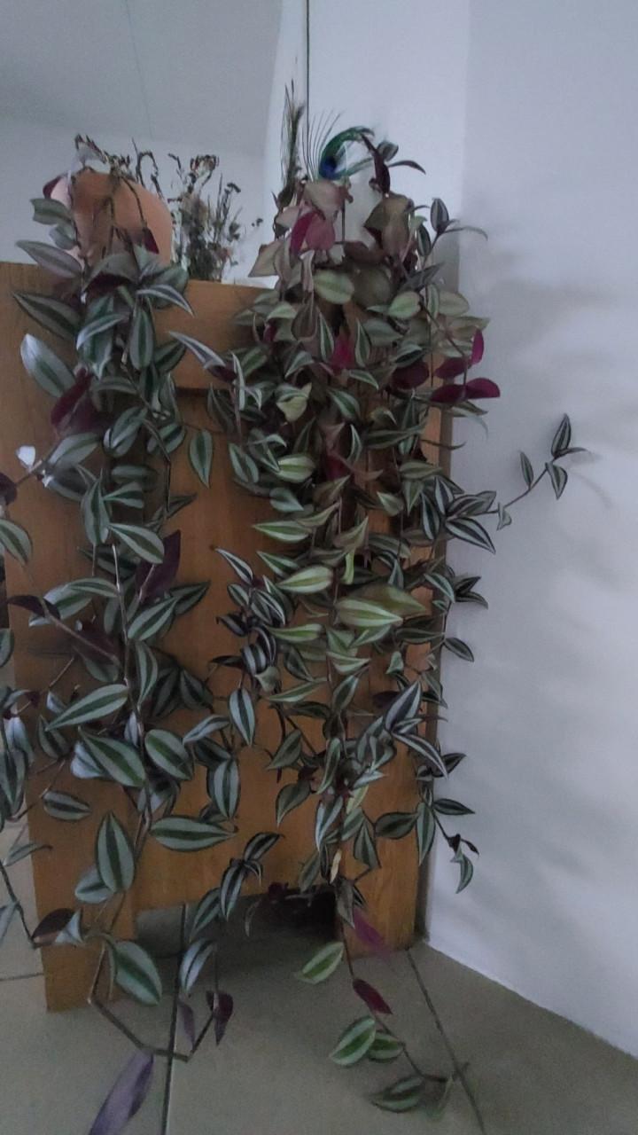 2 x tradescantia a.k.a. Vaderplant