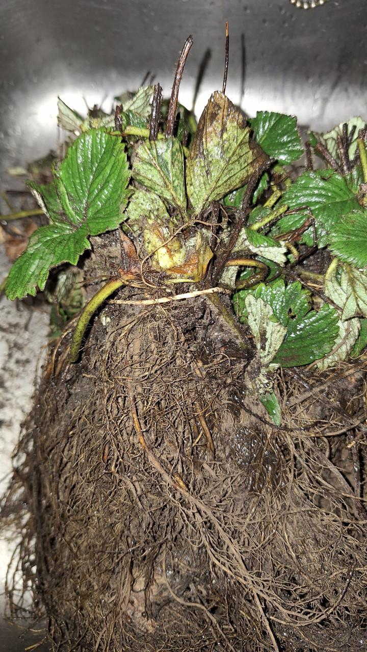Aardbeienplanten