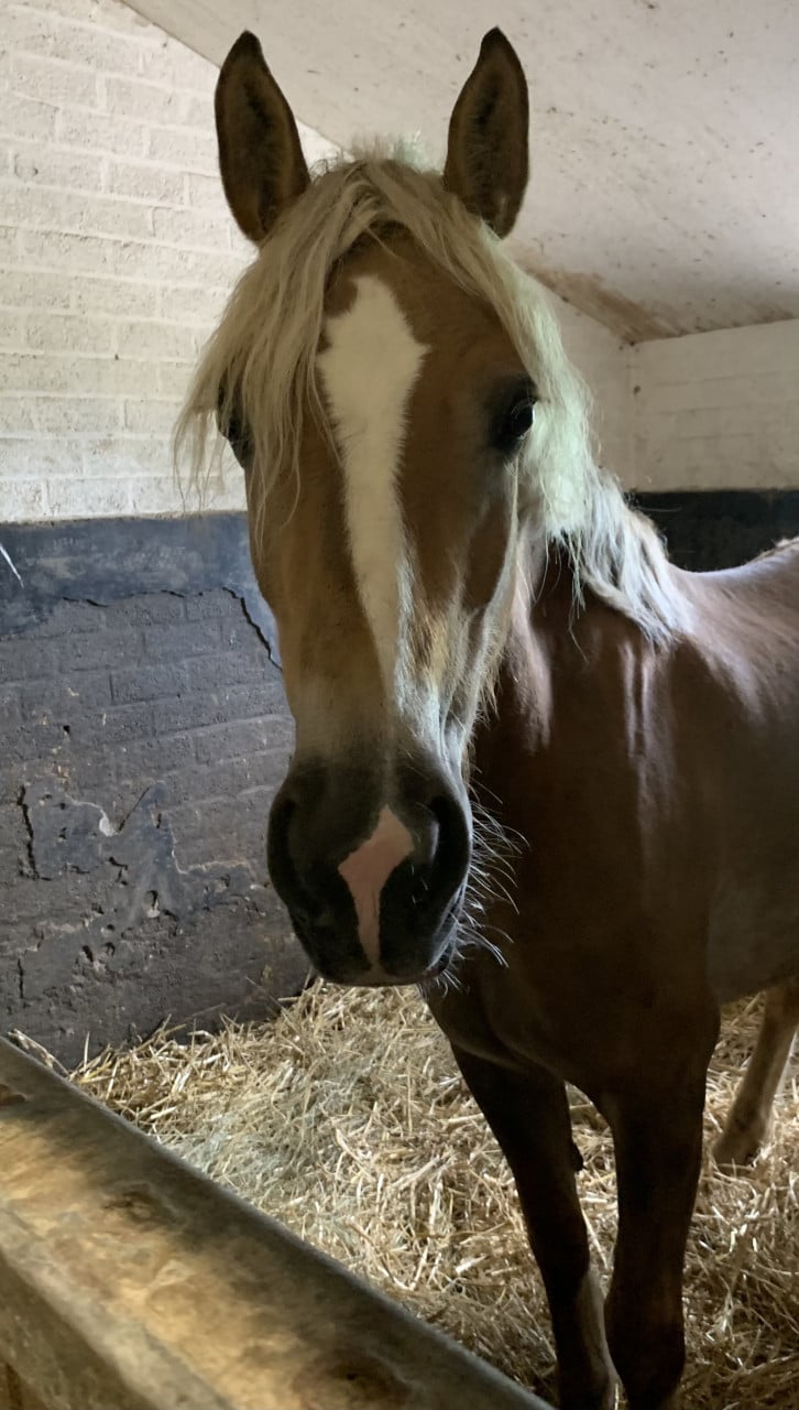 Prachtige Haflinger merrie