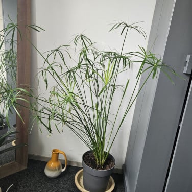 Parapluplant