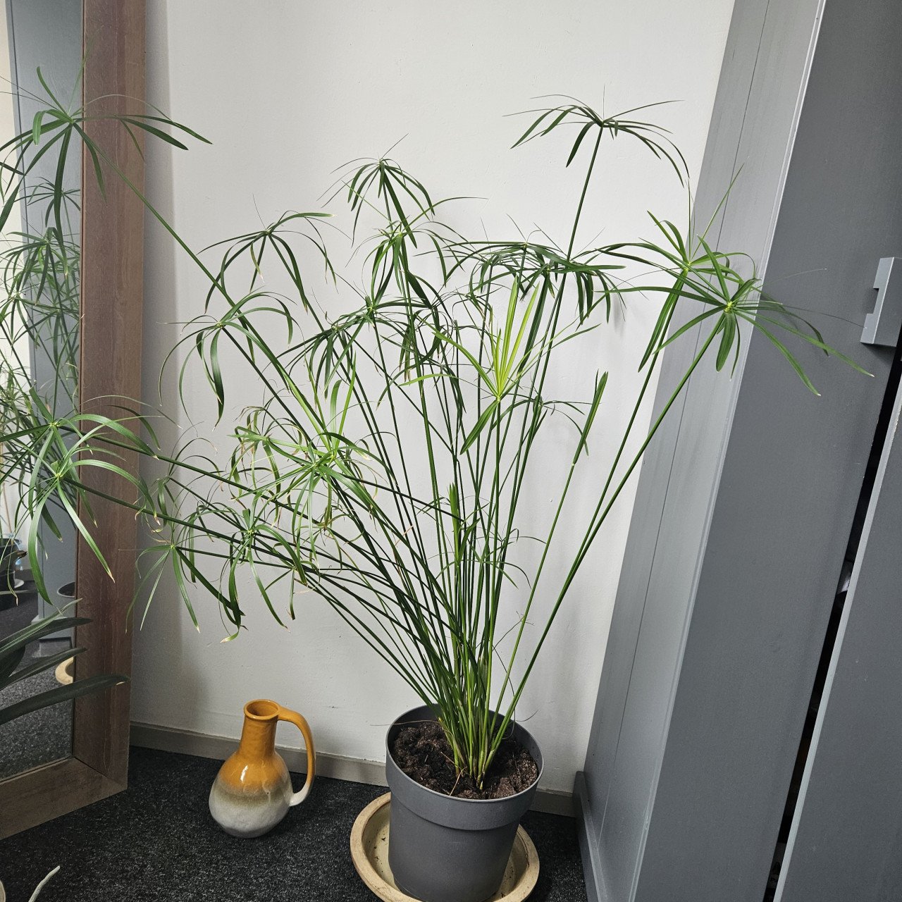 Parapluplant