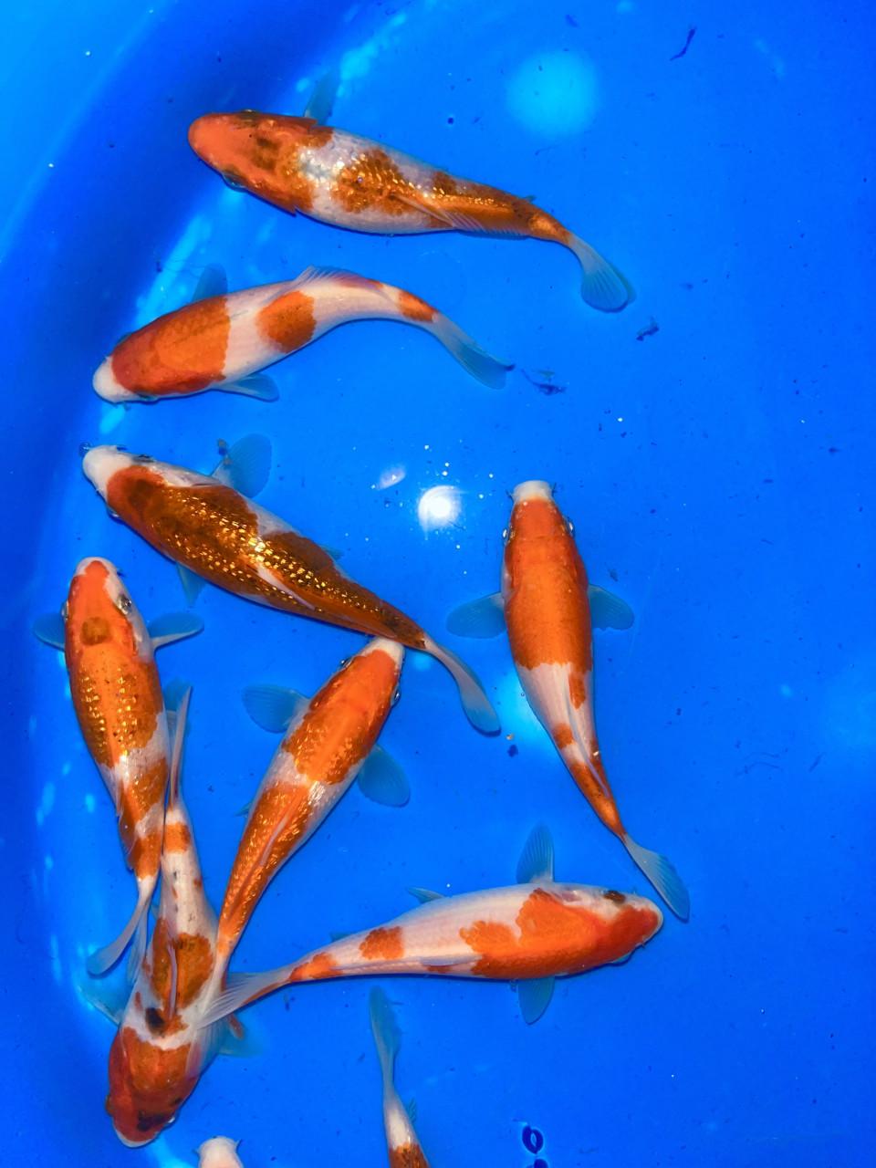 Japanse koi