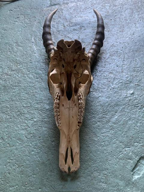 Te koop; schedel blesbok