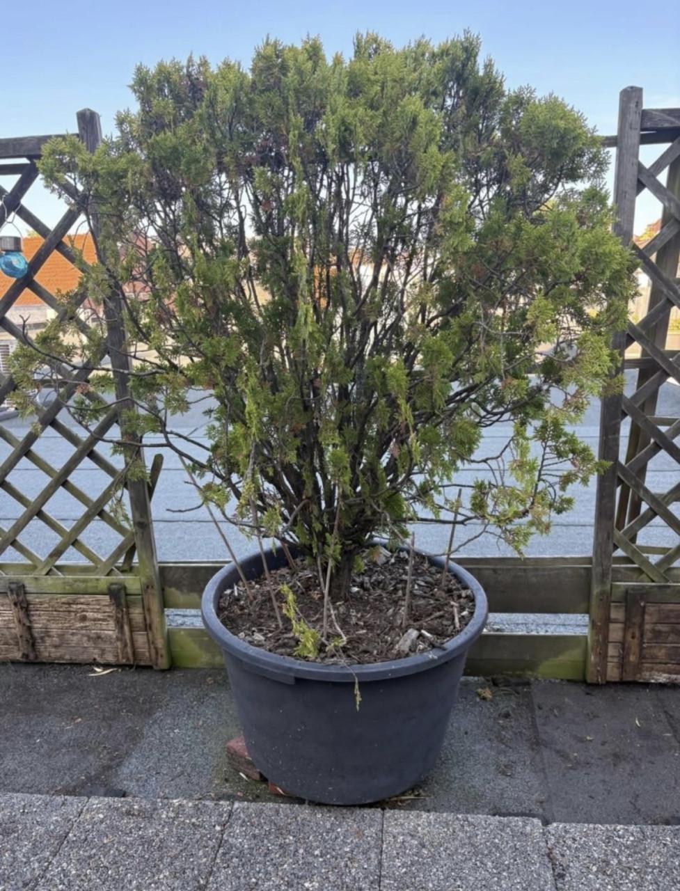 Plant