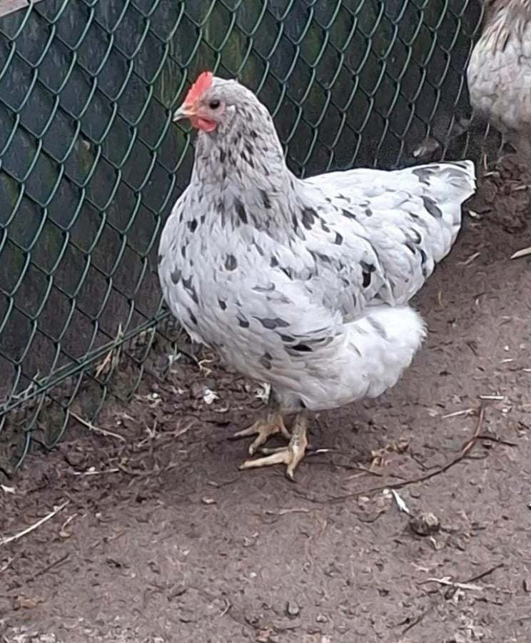 Broedeieren Jersey Giant, Brahma, zijdehoen en groenlegger