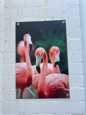 (Tuin)poster flamingo’s 120x180 cm
