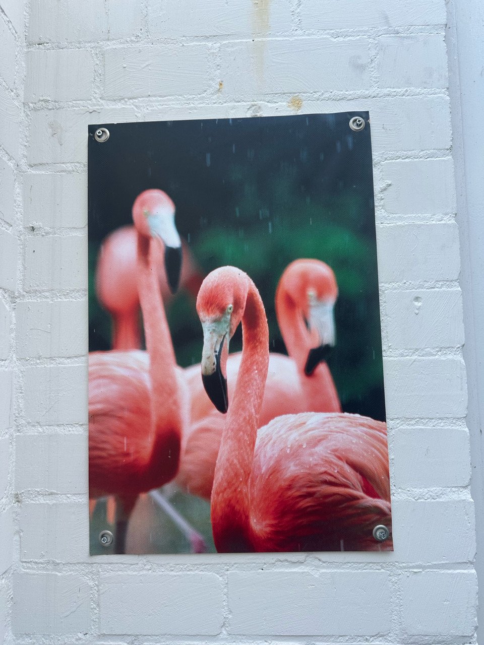 (Tuin)poster flamingo’s 120x180 cm