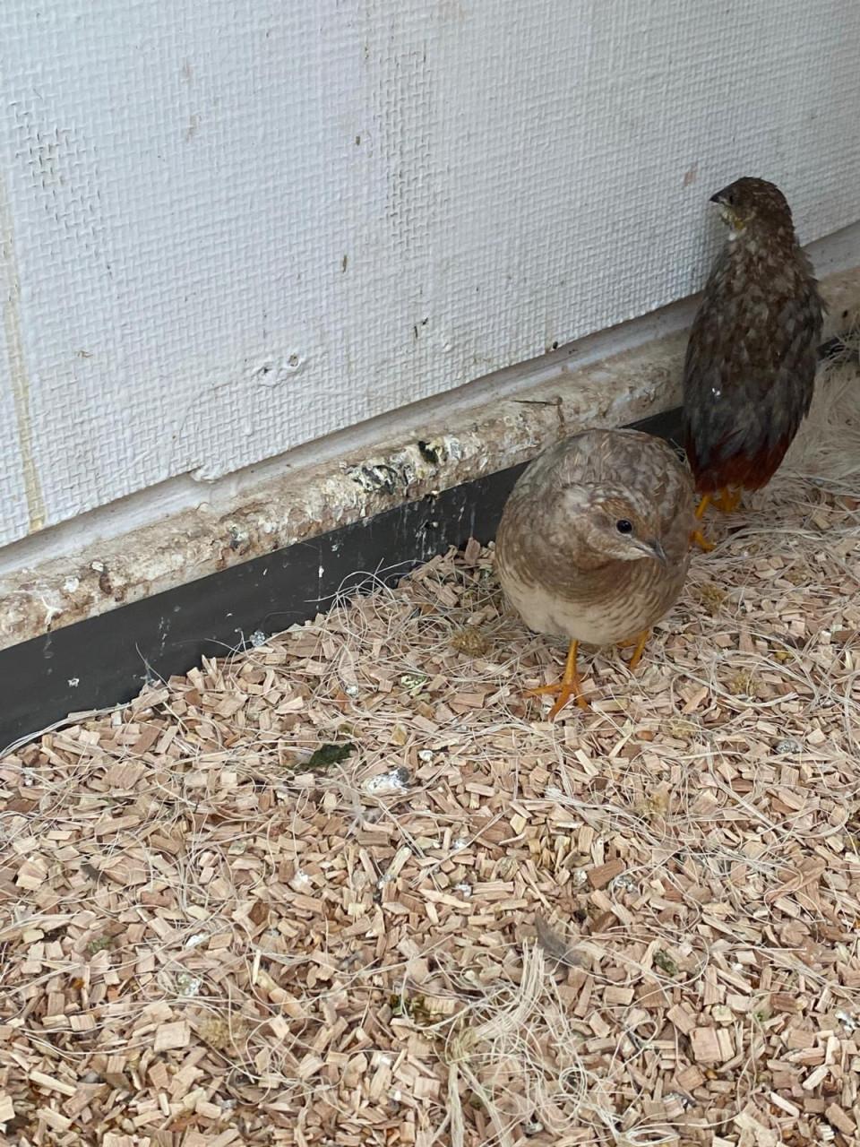 Jonge Dwerg kwartels