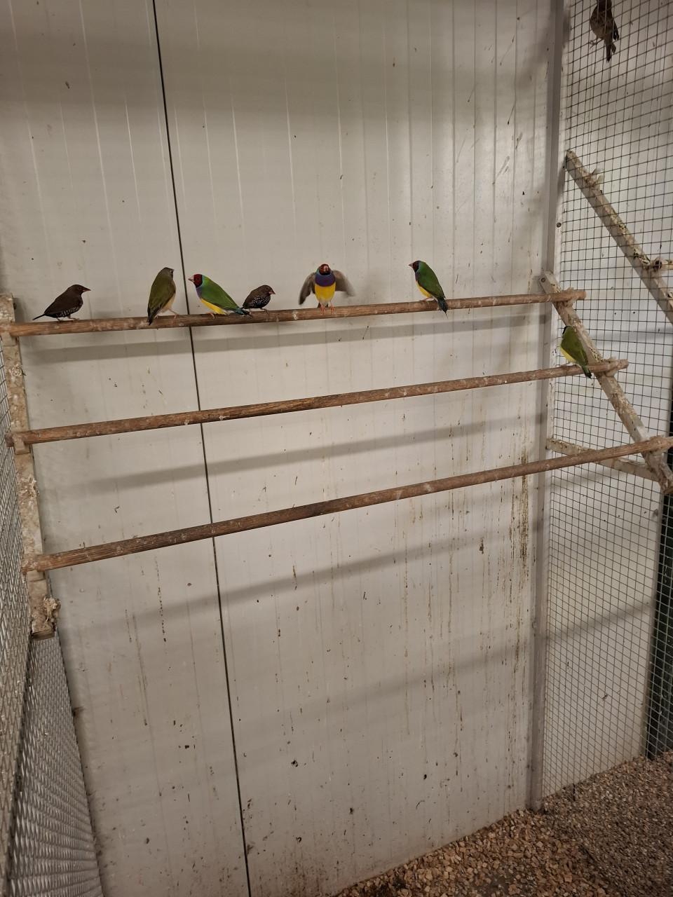 Gouldamadines