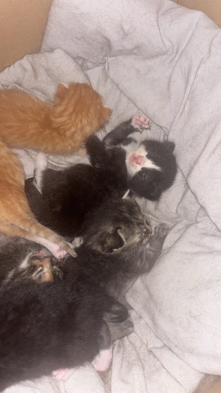 Mooie kittens te koop