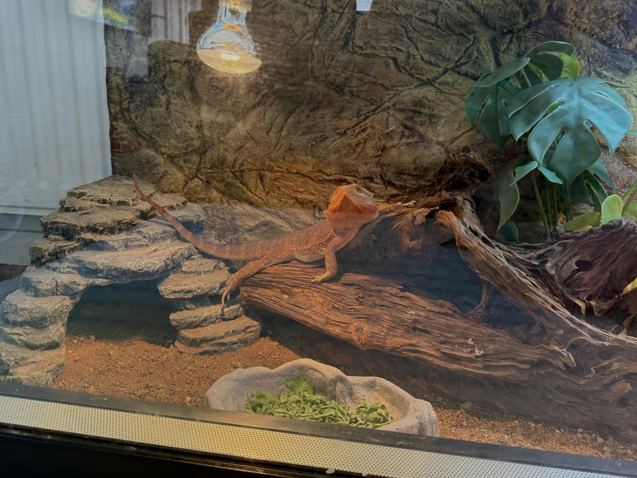 Terrarium inclusief alles en baardagaam