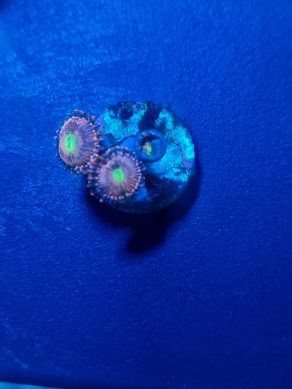 Zoanthus Alien Explotion