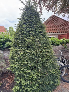 Grote taxus conifeer gratis
