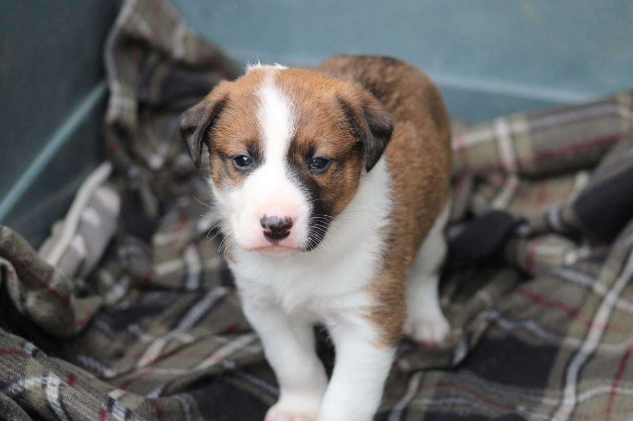 Alora Dog Rescue: Freddy laat je hart smelten