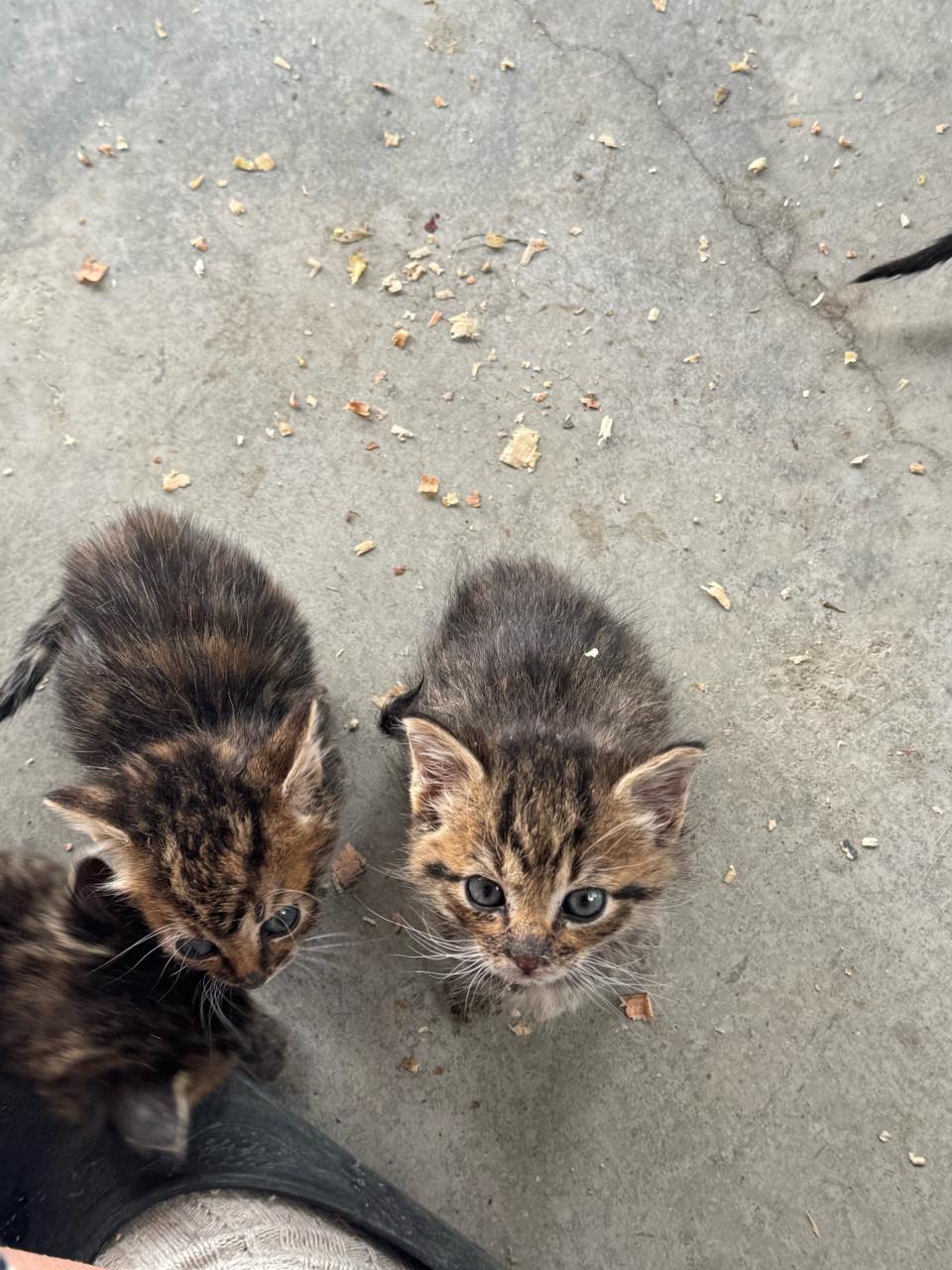 Kittens